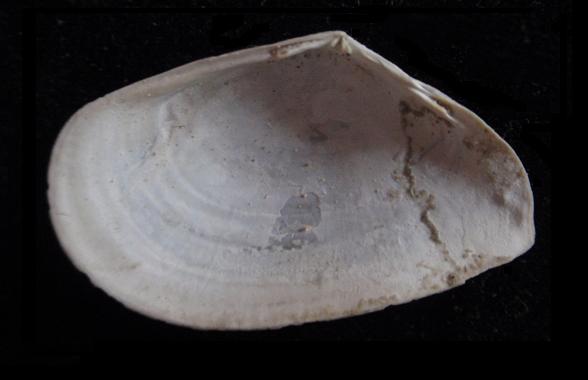 Tellina distorta ?? (Poli, 1791) Pliocene - Astigiano